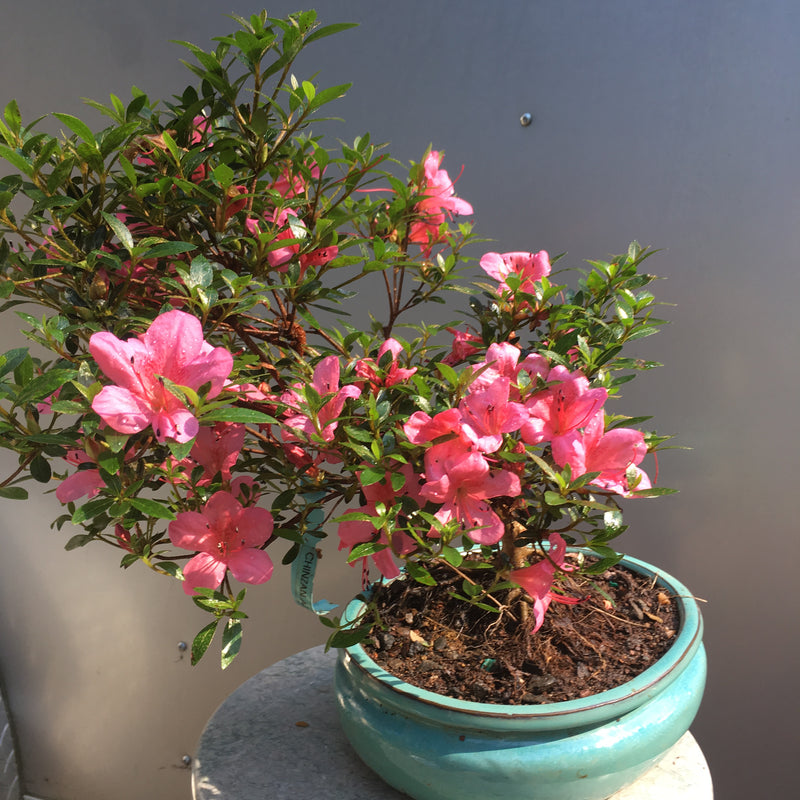 Azalea Satsuki 'Chinzan' Bonsai Tree 2