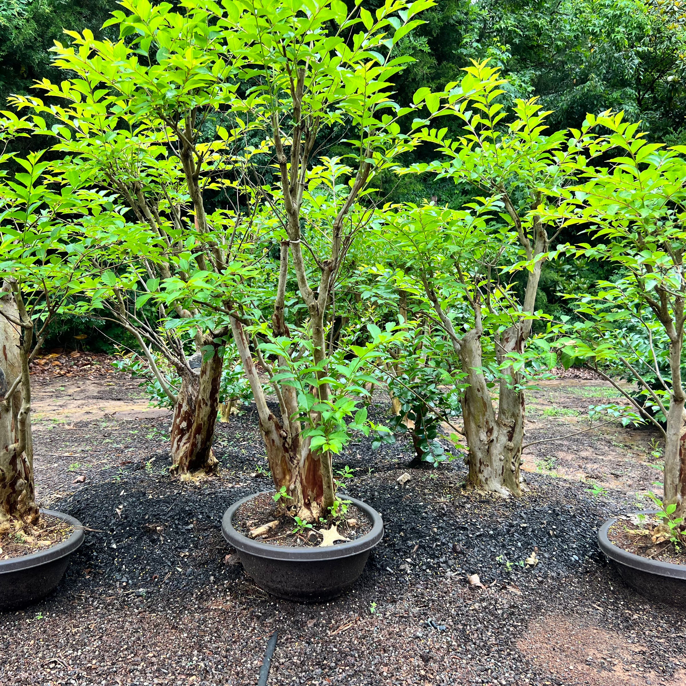 tulip tree bonsai Crepemyrtle varieties Bonsai Tree – Bella Bonsai Nursery