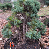 Chinese Foemina Juniper Bonsai Tree