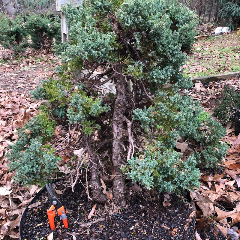 Chinese Foemina Juniper Bonsai Tree