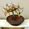 European Hornbeam - Carpinus betulus - Bonsai Tree