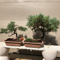 Grey Owl Juniper Bonsai