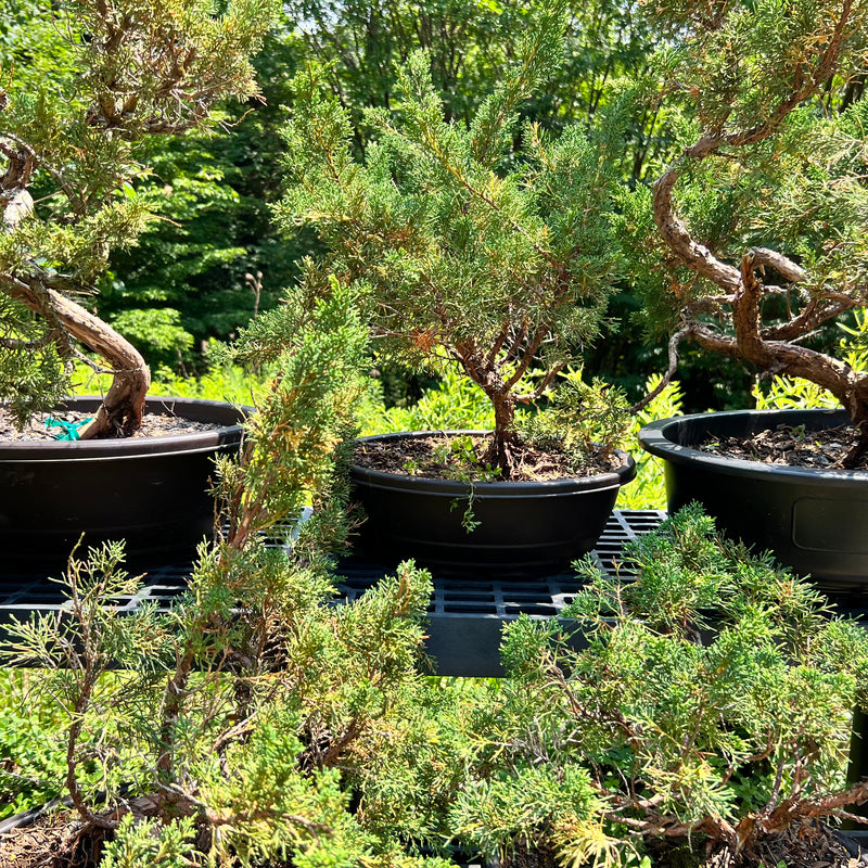 Shimpaku Juniper Bonsai