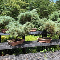 Grey Owl Juniper Bonsai