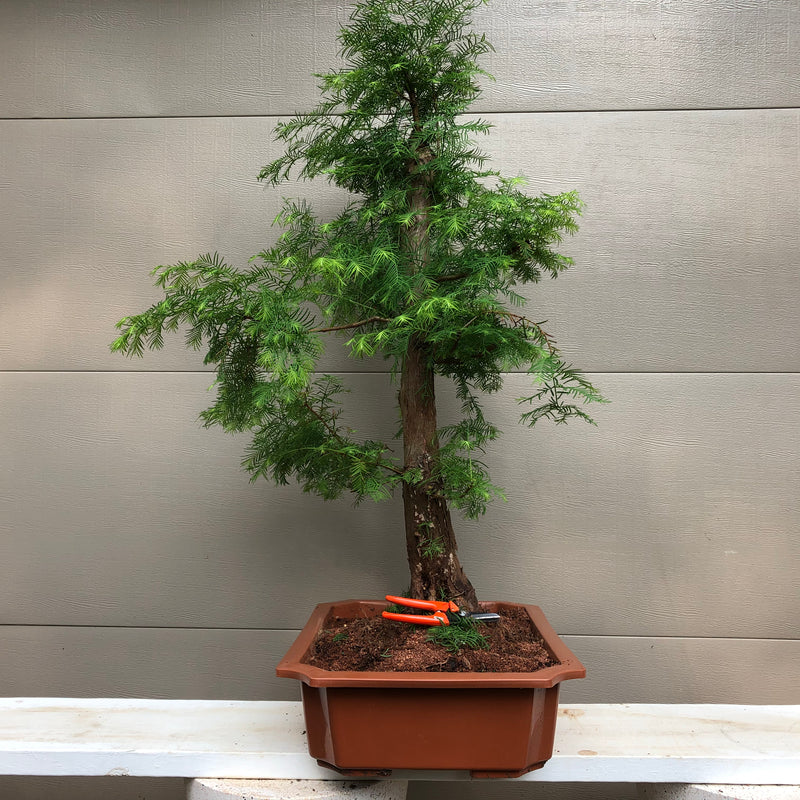 Baldcypress Bonsai Tree 1