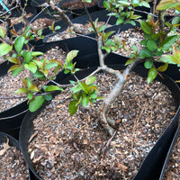 Japanese Apricot Bonsai Tree