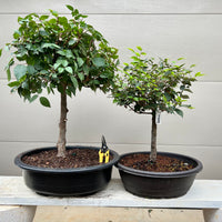 Zelkova Bonsai 8, 9 or 13