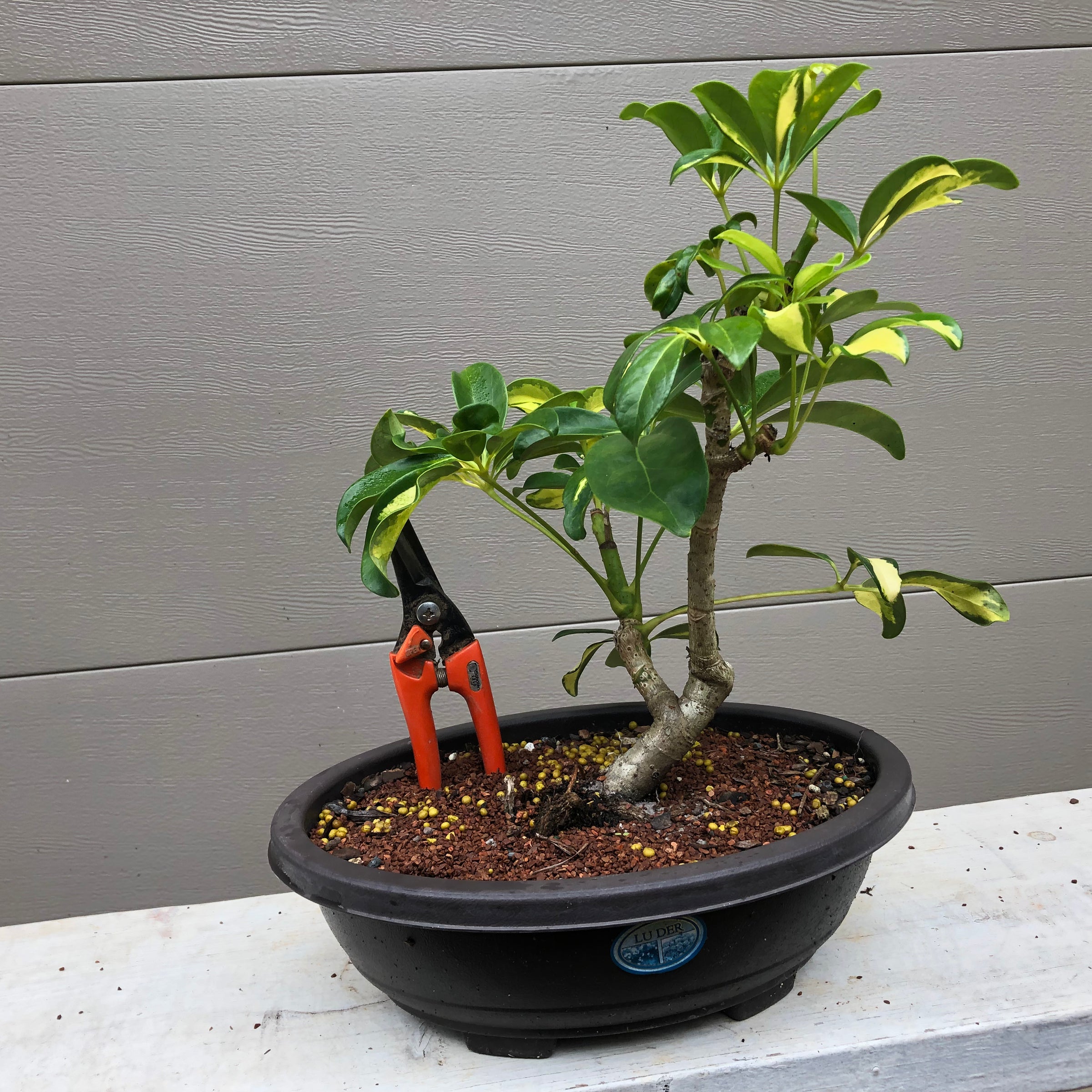 schefflera bonsai tree Schefflera arboricola Bonsai – Bella Bonsai Nursery
