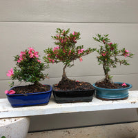 Azalea Satsuki 'Chinzan' Bonsai Tree