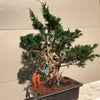 Shimpaku Juniper Bonsai