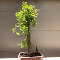 Bald Cypress Bonsai BC-20D