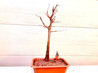 Dawn Redwood Bonsai Tree