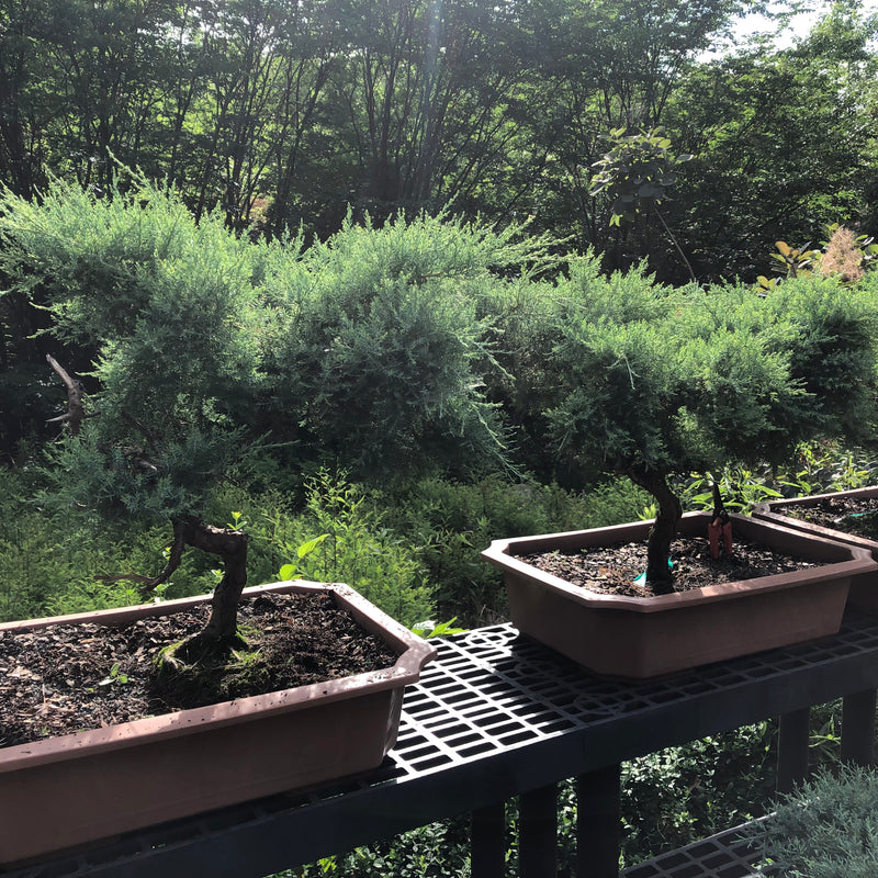 Grey Owl Juniper Bonsai