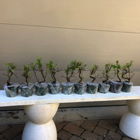 Kingsville Dwarf Boxwood Bonsai