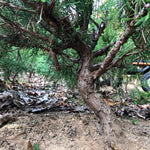 Sea  Green Juniper Bonsai Tree