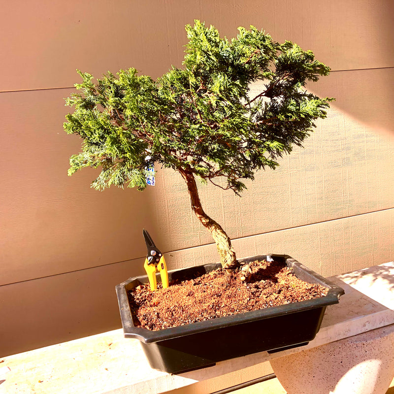 Japanese Cryptomeria #3 Bonsai Tree