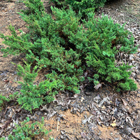 San Jose Juniper Bonsai Tree