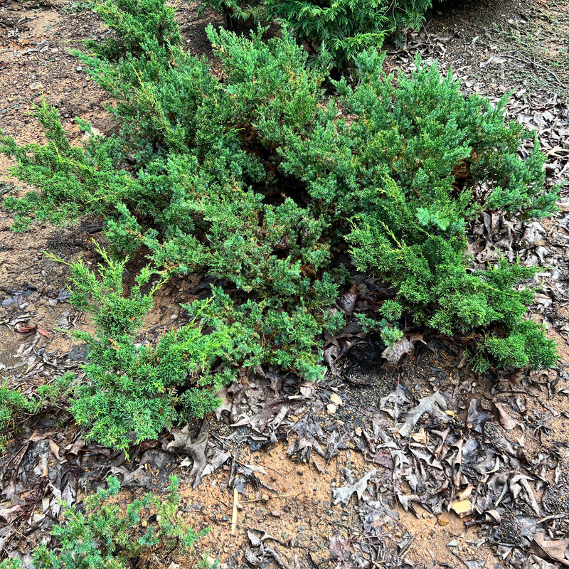 San Jose Juniper Bonsai Tree