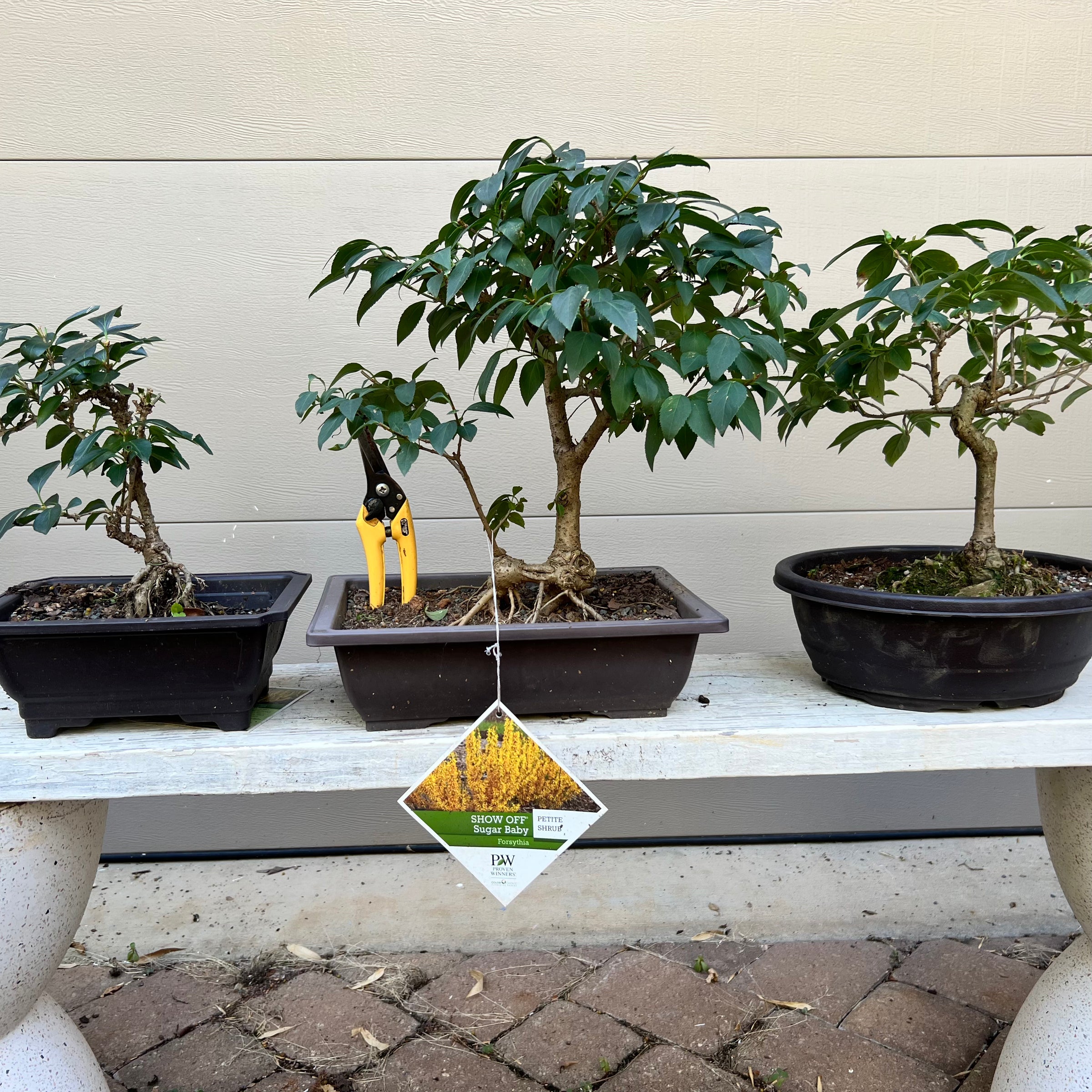 bonsai tree lafayette la Forsythia