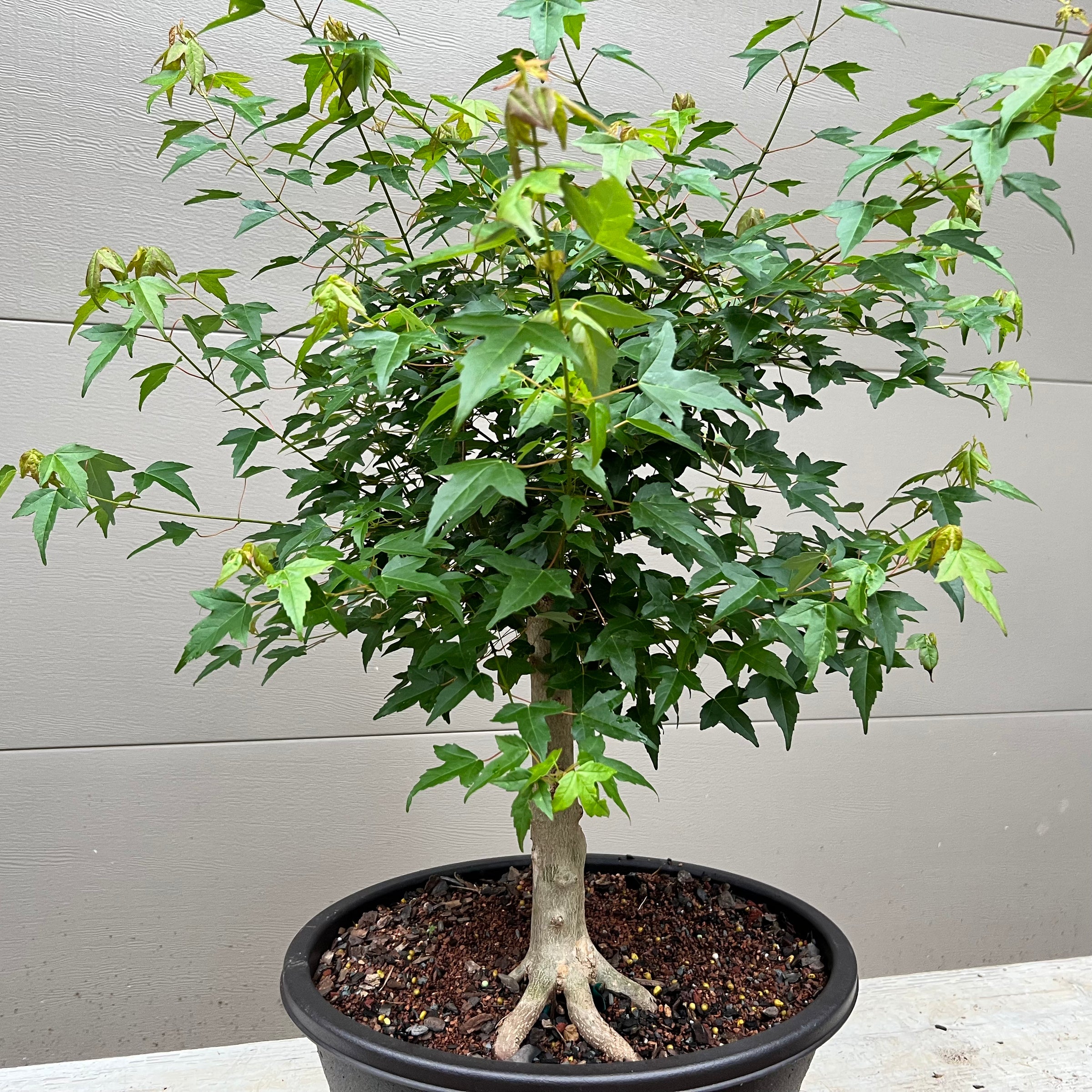 walmart bonsai trees Trident Maple Bonsai