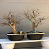 Crepemyrtle varieties Bonsai Tree