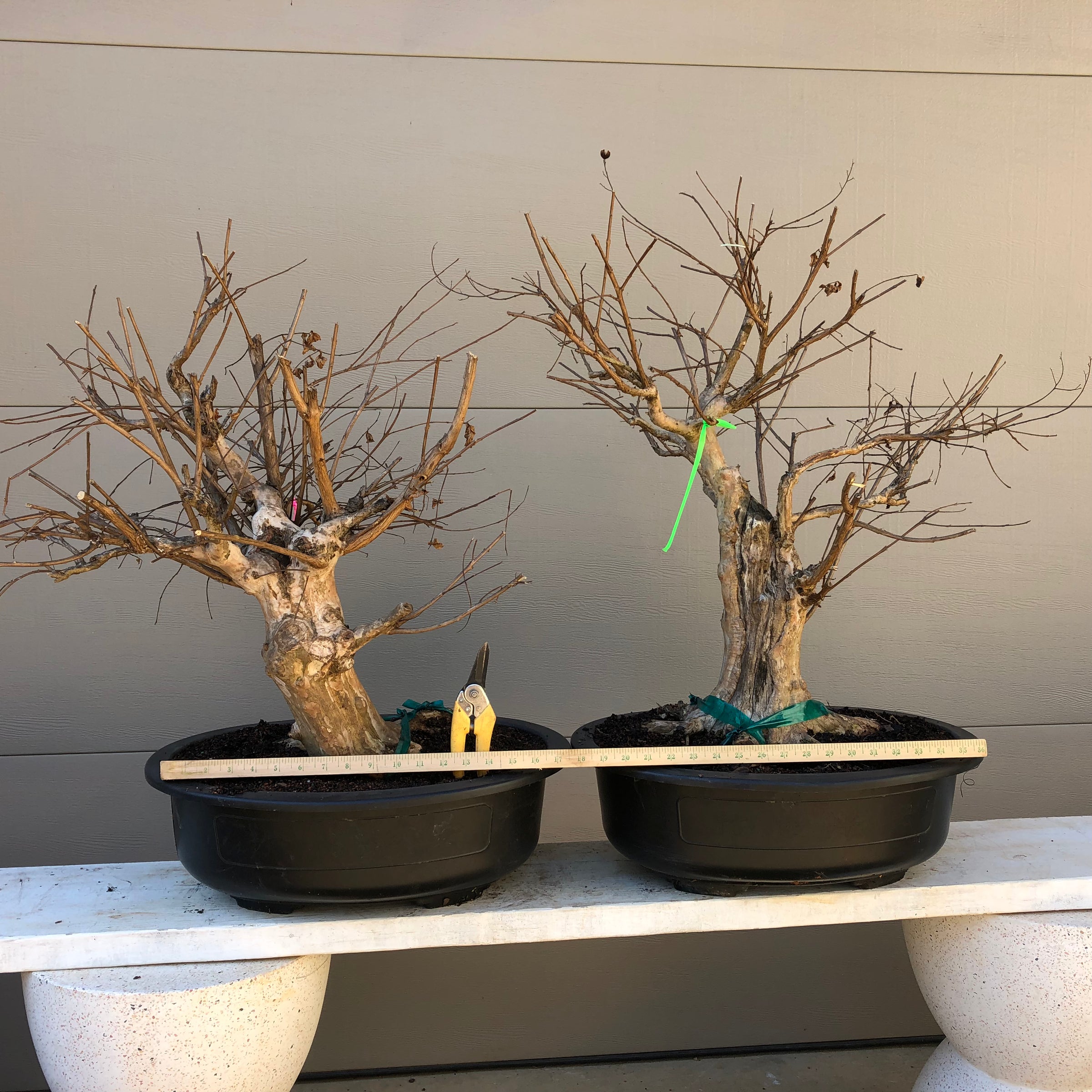 myrtle bonsai tree Crepemyrtle varieties Bonsai Tree – Bella Bonsai Nursery