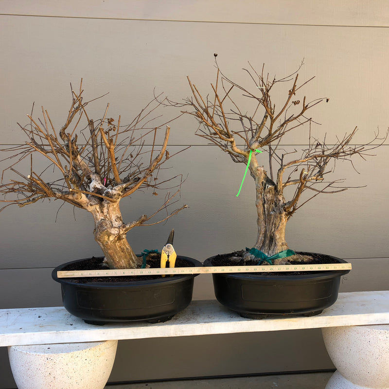 Crepemyrtle varieties Bonsai Tree