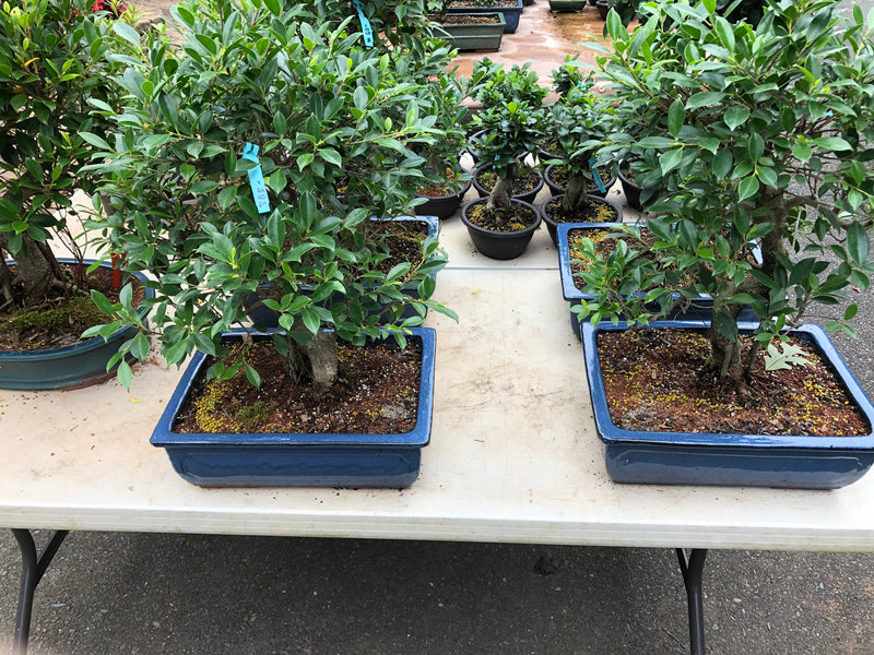 Tigerbark Ficus Bonsai Tree