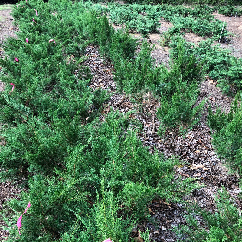 Sea  Green Juniper Bonsai Tree