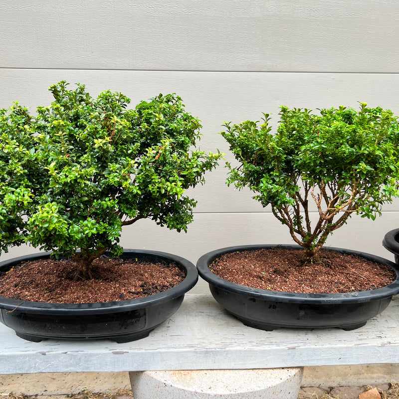 Kingsville Dwarf Boxwood Bonsai