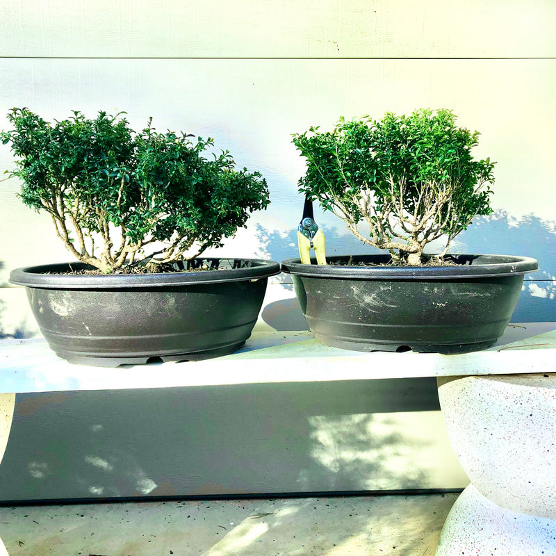 Kingsville Dwarf Boxwood Bonsai