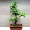 Bald Cypress Bonsai BC-20D