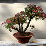 Japanese Red Maple