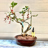 Winterberry Bonsai Tree