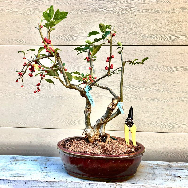 Winter Red' - Winterberry Bonsai Tree – Bella Bonsai Nursery