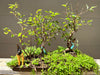 River Birch Bonsai Tree