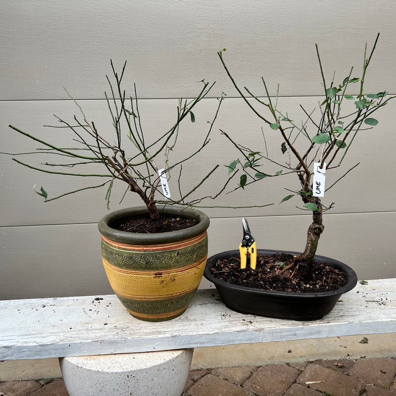 Ume Japanese Apricot-Japanese Plum Bonsai 18