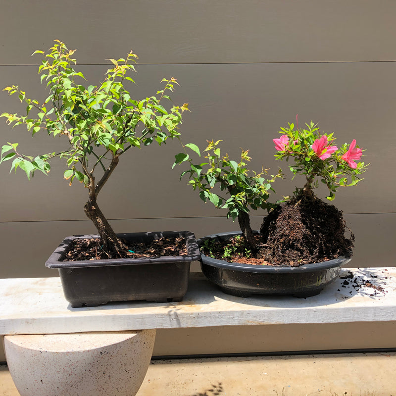 Azalea Satsuki 'Chinzan' Bonsai Tree