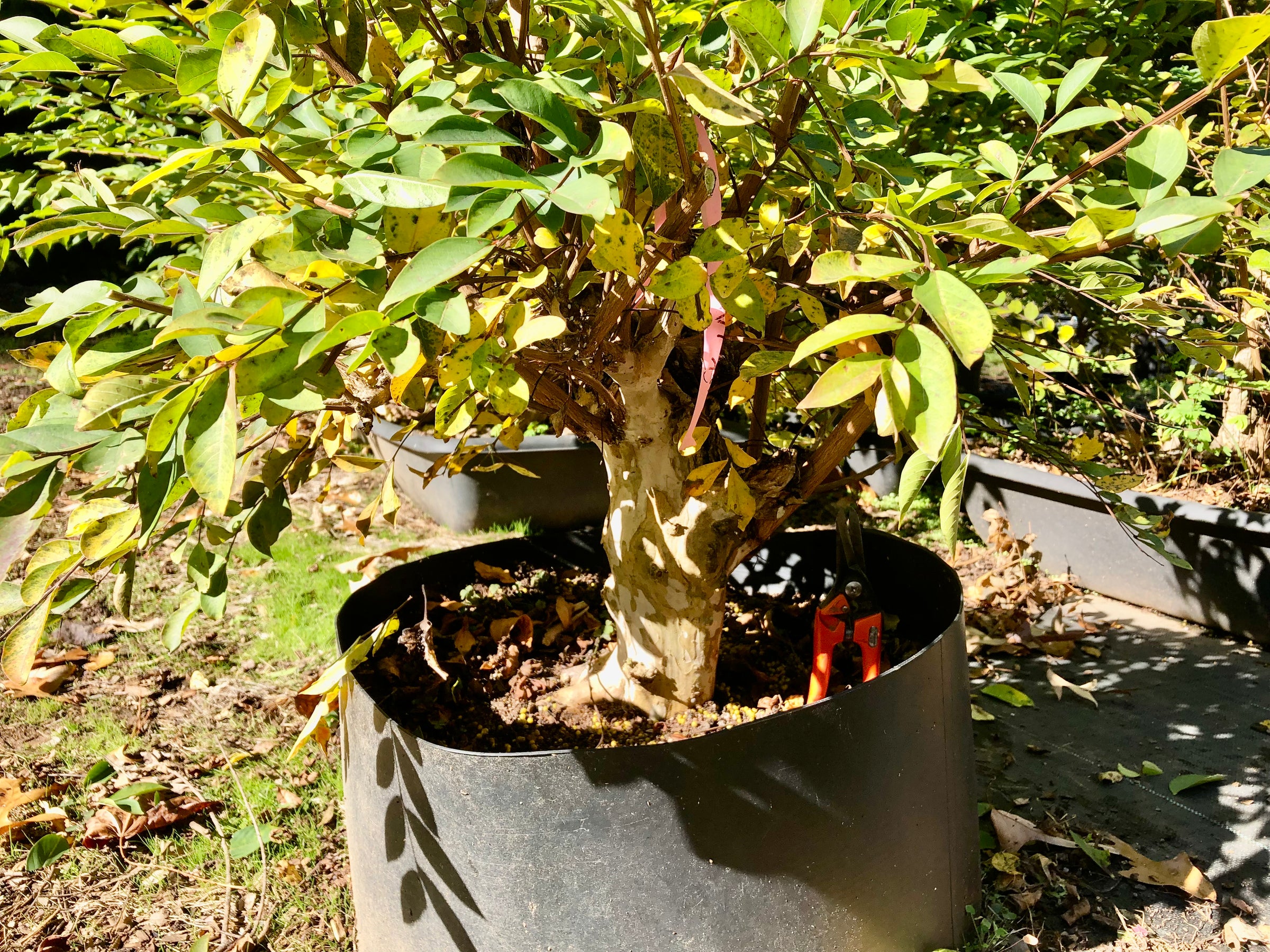 mr belding bonsai tree Crepemyrtle varieties Bonsai Tree – Bella Bonsai Nursery