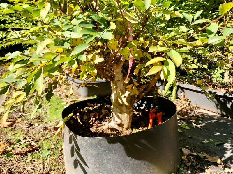 Crepemyrtle varieties Bonsai Tree