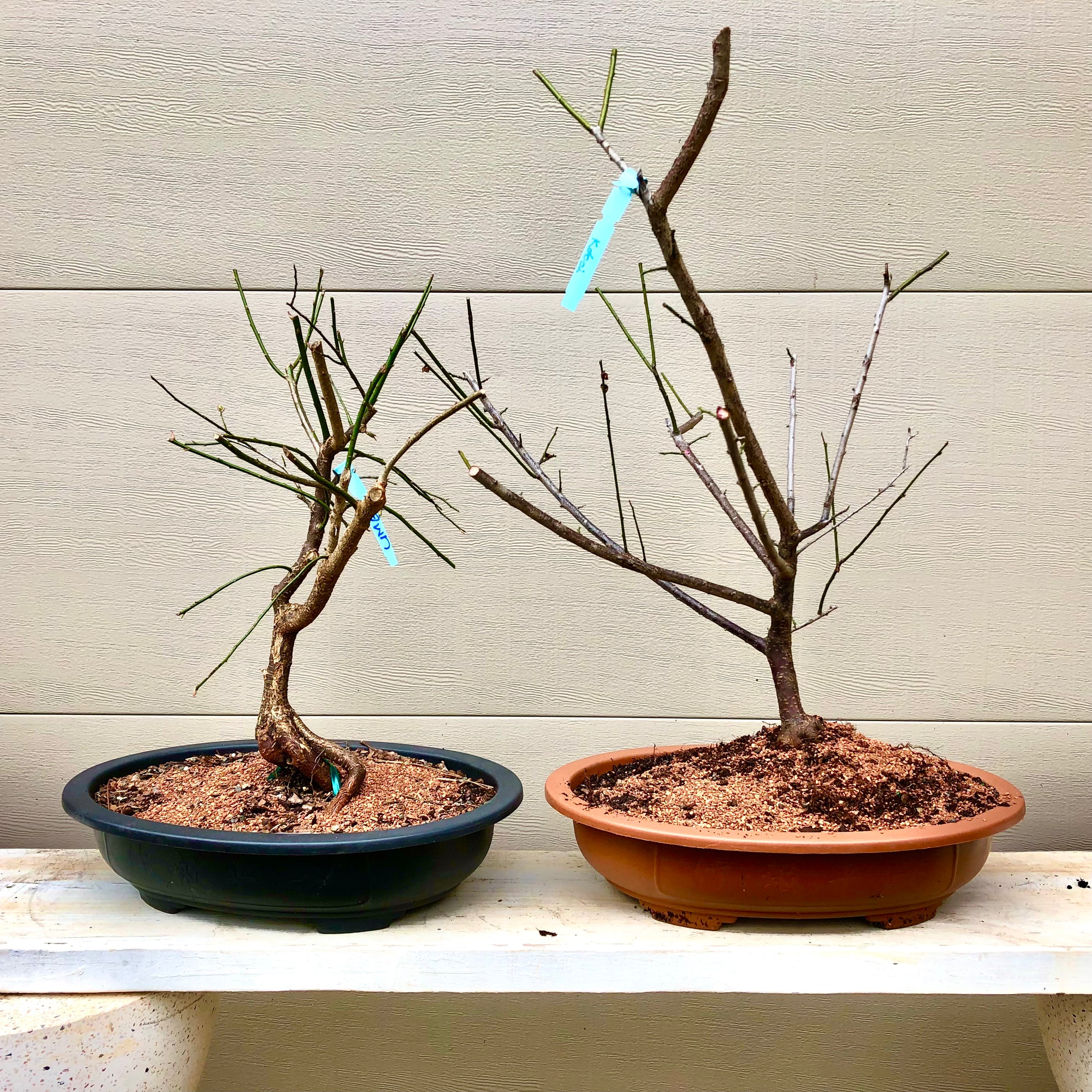 japanese apricot bonsai tree Japanese Apricot Bonsai Tree – Bella Bonsai Nursery