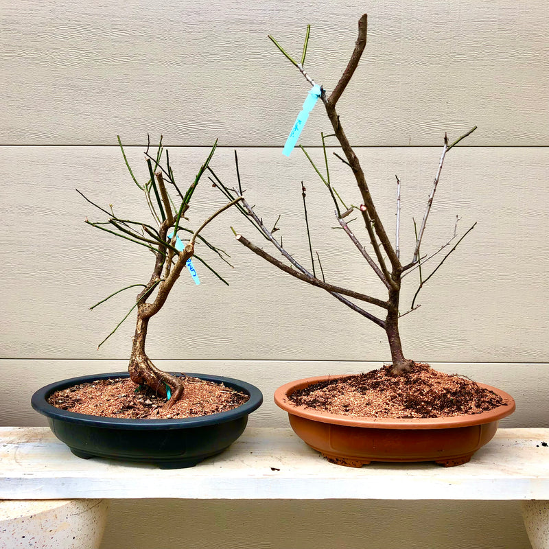 Japanese Apricot Bonsai Tree