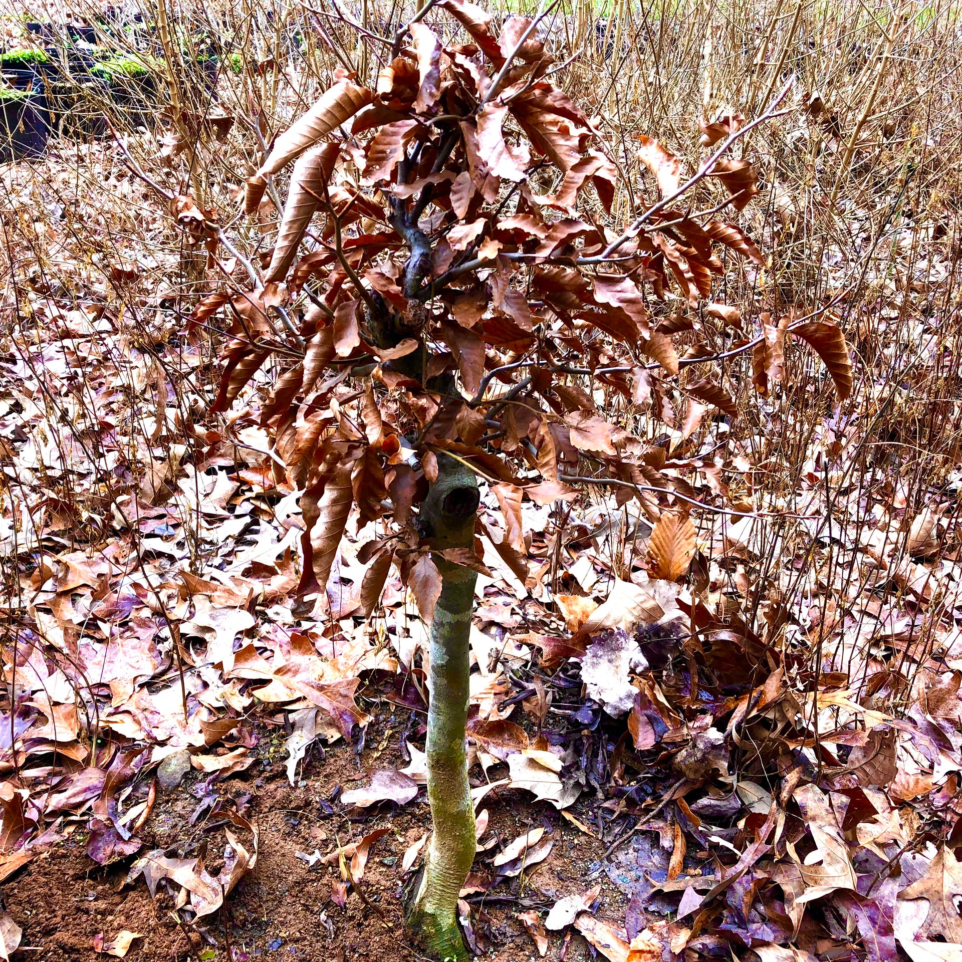 american beech tree bonsai American Beech Bonsai Tree – Bella Bonsai Nursery
