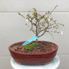 Fuji Cherry 3 gal size -Prunus incisa 'Kojo no-mai'