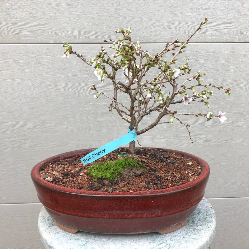 Fuji Cherry 3 gal size -Prunus incisa 'Kojo no-mai'
