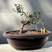 Japanese Snowbell Bonsai Tree