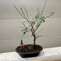 Japanese Apricot Bonsai Tree