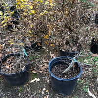 European Hornbeam - Carpinus betulus - Bonsai Tree