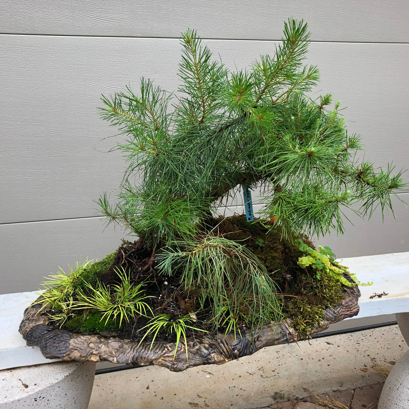 Rosemary Pine Bonsai Tree