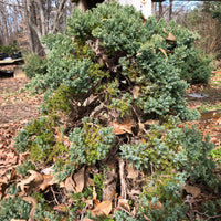 Chinese Foemina Juniper Bonsai Tree